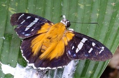 Tarsoctenus gaudialis