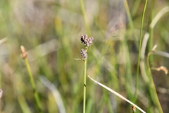 Carex holostoma
