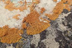 Xanthomendoza trachyphylla