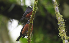 Ochthoeca cinnamomeiventris