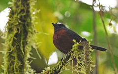 Ochthoeca cinnamomeiventris