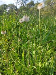 Brickellia monocephala