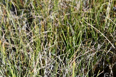 Carex holostoma