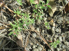 Portulaca pilosa