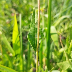 Brickellia monocephala