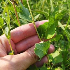 Brickellia monocephala