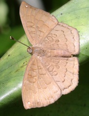 Voltinia umbra