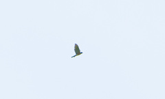 Accipiter gularis