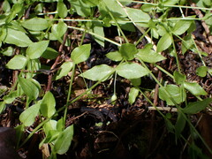 Stellaria crispa