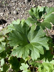 Darmera peltata