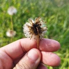 Brickellia monocephala