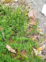 Galium humifusum
