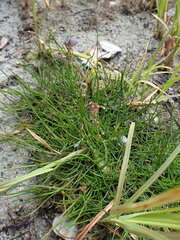 Triglochin maritima
