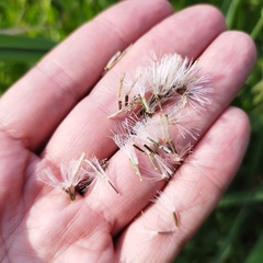 Brickellia monocephala