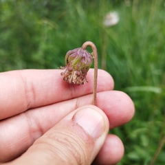 Brickellia monocephala