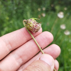 Brickellia monocephala