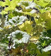Darmera peltata