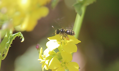 Rhophitulus evansi