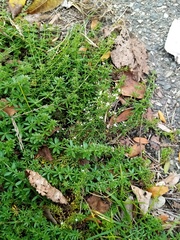 Galium humifusum
