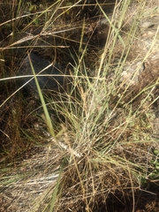 Eleusininae
