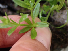 Galium trifidum
