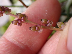 Triglochin maritima