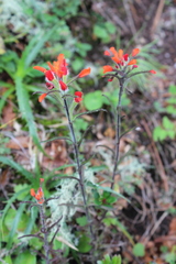 Castilleja scorzonerifolia
