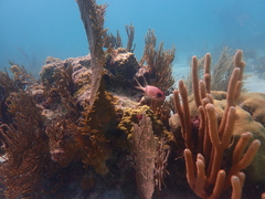 Holocentrus adscensionis