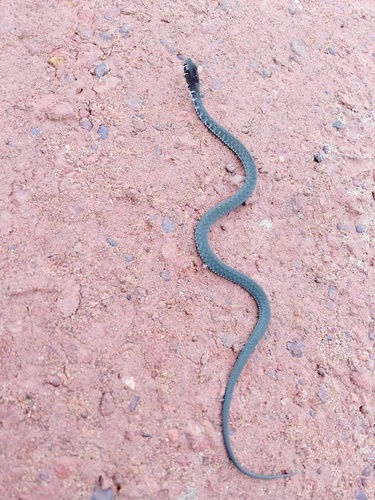 Burmese white-barred keelback