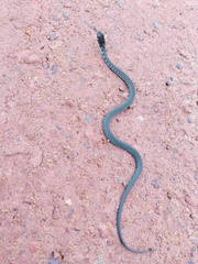 Xenochrophis bellulus