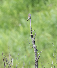 Emberiza fucata