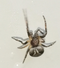 Araneus sturmi