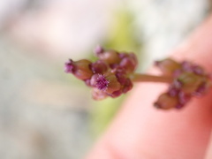 Triglochin maritima