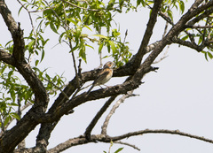 Emberiza fucata