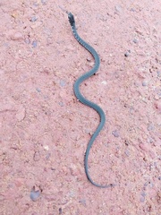 Xenochrophis bellulus