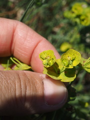 Euphorbia esula