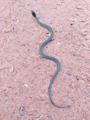 Xenochrophis bellulus
