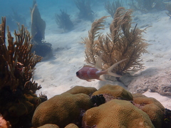 Holocentrus adscensionis