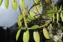 Peperomia trianae