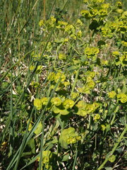 Euphorbia esula