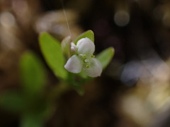 Galium trifidum