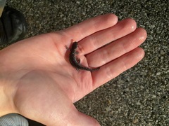 Ambystoma barbouri