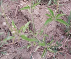 Croton bonplandianus