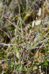 Salix myrtilloides