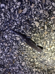 Ambystoma barbouri