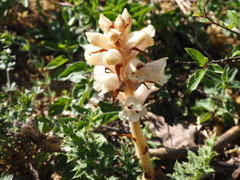 Orobanche caryophyllacea