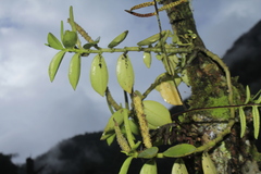 Peperomia trianae