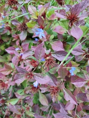 Ceratostigma