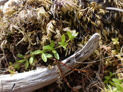 Galium trifidum