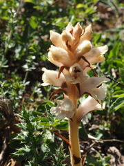 Orobanche caryophyllacea